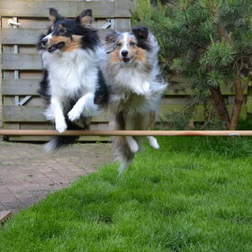 Duo agility