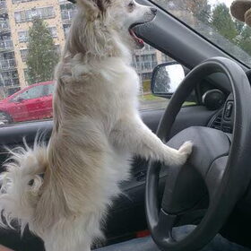 Gucci in de auto