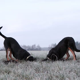 Samen muizen zoeken...