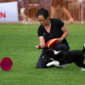puppy frisbee