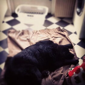 Balou