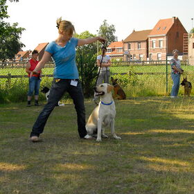 Op de hondenschool