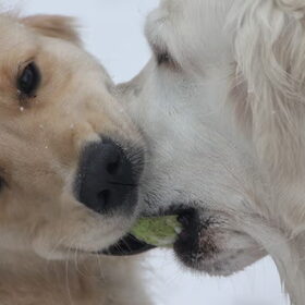 Samen de bal vasthouden