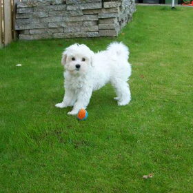 Kaily als pup.