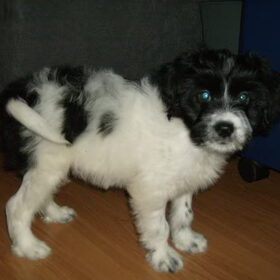 Lanu als pup