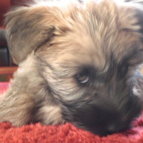 Bram