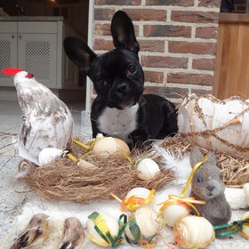 Mira als paaskonijn ( let op de grote oren ) Hier was ze…