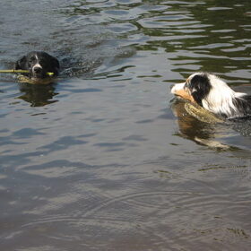 samen met wolf