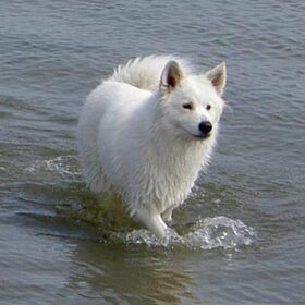 Brumma aan het pootje baden