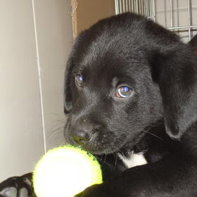 Max als pup