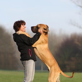 Knuffel van een Duitse Dog