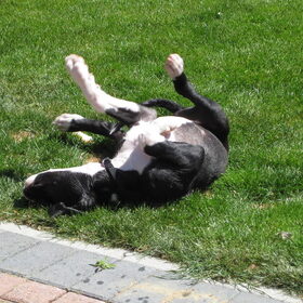 Rollen