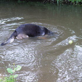 snorkelen