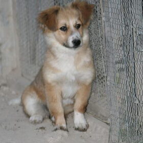 de aller eerste pup foto van laska,
