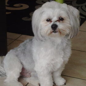 My sweet doggie
