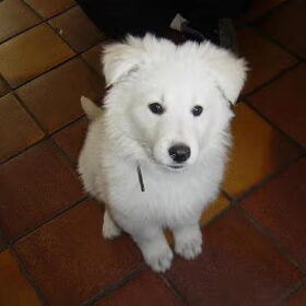 Mexx pup