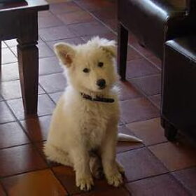Mexx pup