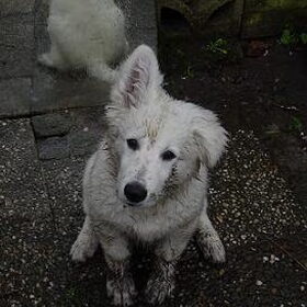 Mexx 'witte herder' pup