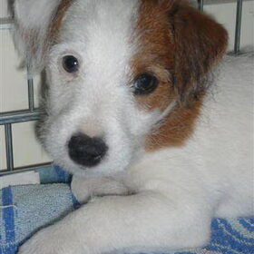 puppie TG
