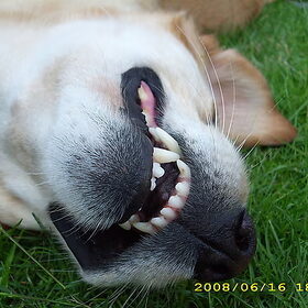 Eline, Dood!