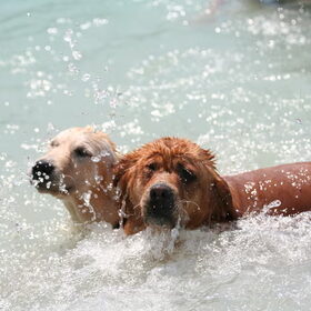 waterratten