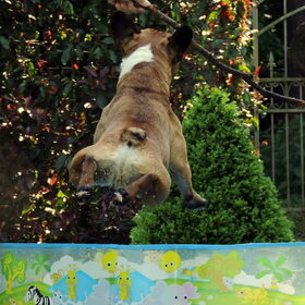 Jumping in the pool