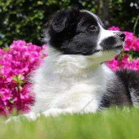 Sky en de roze bloemen!