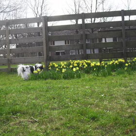 Luna ruikt aan de narcissen