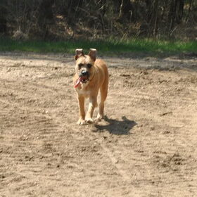 Flapperen met die oren!