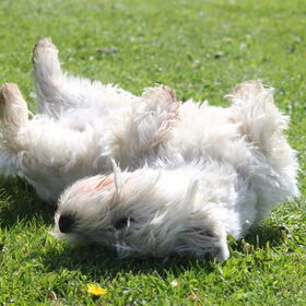 Rollen in de zon.