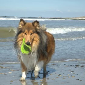 Cooper in Oostende