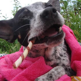 NomNomNom