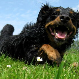 One Big Happy Sunny Dogsmile