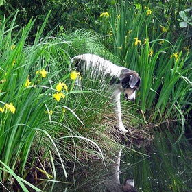 Narcissus