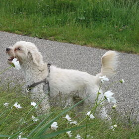 Lente 2013