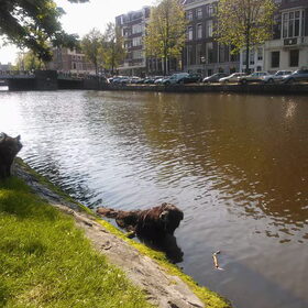Sjaam in de gracht