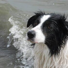 Waterpret in de lente!