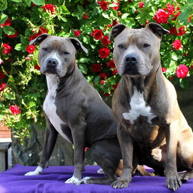 bloemen honden