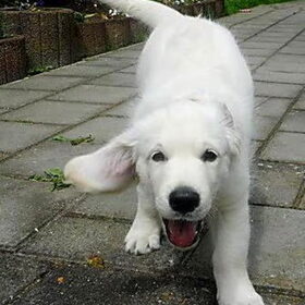Toby vorige lente!