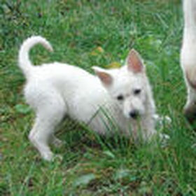 Luka als pup