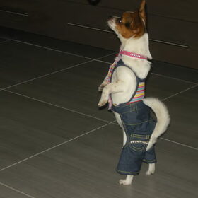 Catwalk