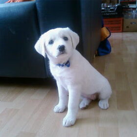 Puppy Sascha