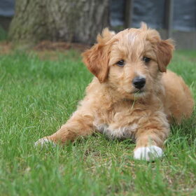 Ons grasmachien Bandit