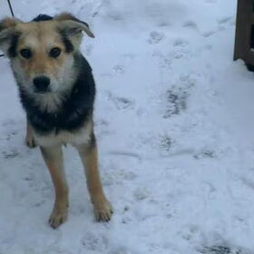 Puppy Odi in de sneeuw