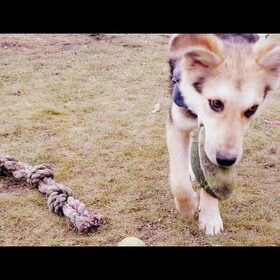 Puppy Odi