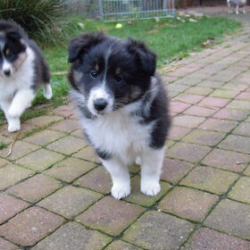 Schattige BeeGee