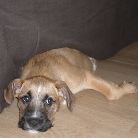 Puppyoogjes!