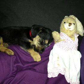 Bella 11 weekjes oud