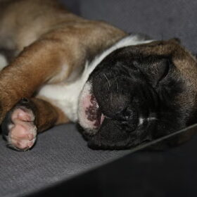 Tuurke als pup :)