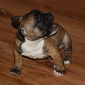Tuurke als pup